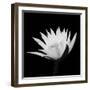 Submerged With Life #2, 2007-Hiroyuki Arakawa-Framed Photographic Print