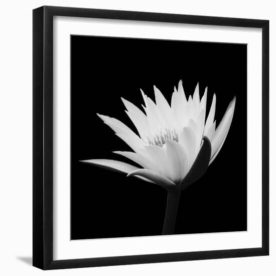 Submerged With Life #2, 2007-Hiroyuki Arakawa-Framed Photographic Print