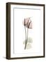 Subtle Anthurium-Albert Koetsier-Framed Premium Giclee Print