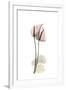 Subtle Anthurium-Albert Koetsier-Framed Premium Giclee Print