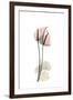 Subtle Anthurium-Albert Koetsier-Framed Premium Giclee Print