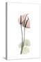 Subtle Anthurium-Albert Koetsier-Stretched Canvas