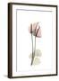 Subtle Anthurium-Albert Koetsier-Framed Premium Giclee Print