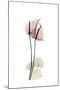 Subtle Anthurium-Albert Koetsier-Mounted Premium Giclee Print