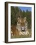 Subtle Beauty-Susann Parker-Framed Premium Photographic Print