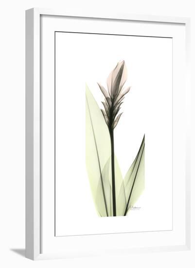 Subtle Curcuma-Albert Koetsier-Framed Premium Giclee Print