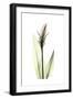 Subtle Curcuma-Albert Koetsier-Framed Premium Giclee Print