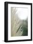 Subtle Grasses I-Jason Johnson-Framed Photographic Print