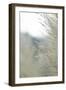 Subtle Grasses III-Jason Johnson-Framed Photographic Print