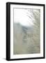 Subtle Grasses III-Jason Johnson-Framed Photographic Print