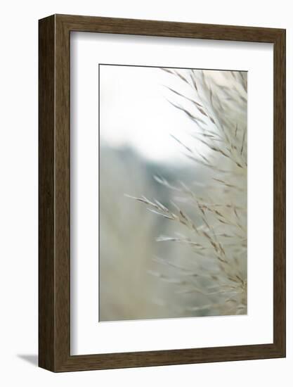 Subtle Grasses III-Jason Johnson-Framed Photographic Print