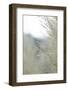 Subtle Grasses III-Jason Johnson-Framed Photographic Print