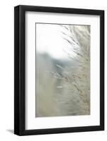 Subtle Grasses III-Jason Johnson-Framed Photographic Print