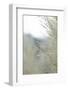 Subtle Grasses III-Jason Johnson-Framed Photographic Print