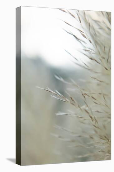 Subtle Grasses III-Jason Johnson-Stretched Canvas