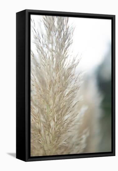 Subtle Grasses IV-Jason Johnson-Framed Stretched Canvas