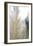 Subtle Grasses IV-Jason Johnson-Framed Photographic Print