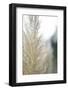 Subtle Grasses IV-Jason Johnson-Framed Photographic Print