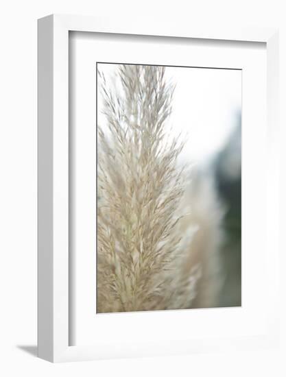 Subtle Grasses IV-Jason Johnson-Framed Photographic Print