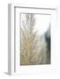 Subtle Grasses IV-Jason Johnson-Framed Photographic Print