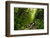 Subtropical Forest in Nepal-Quick Shot-Framed Photographic Print