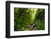 Subtropical Forest in Nepal-Quick Shot-Framed Photographic Print