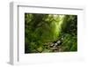 Subtropical Forest in Nepal-Quick Shot-Framed Photographic Print