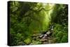 Subtropical Forest in Nepal-Quick Shot-Stretched Canvas