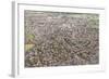 Suburban Houses in the Midlands, England, United Kingdom, Europe-Julian Elliott-Framed Photographic Print