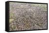 Suburban Houses in the Midlands, England, United Kingdom, Europe-Julian Elliott-Framed Stretched Canvas