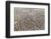 Suburban Houses in the Midlands, England, United Kingdom, Europe-Julian Elliott-Framed Photographic Print