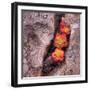 Succulants in Stone-Vincent James-Framed Photographic Print