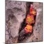 Succulants in Stone-Vincent James-Mounted Photographic Print