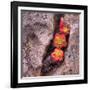 Succulants in Stone-Vincent James-Framed Photographic Print