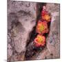 Succulants in Stone-Vincent James-Mounted Photographic Print