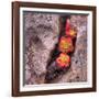 Succulants in Stone-Vincent James-Framed Photographic Print