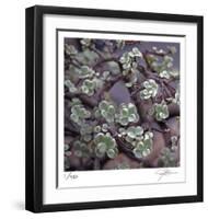 Succulent 13-Ken Bremer-Framed Limited Edition