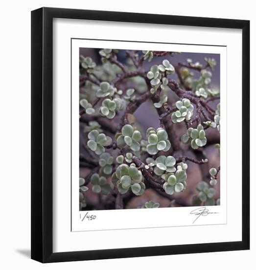 Succulent 13-Ken Bremer-Framed Limited Edition