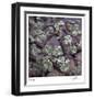 Succulent 13-Ken Bremer-Framed Limited Edition