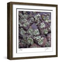 Succulent 13-Ken Bremer-Framed Limited Edition