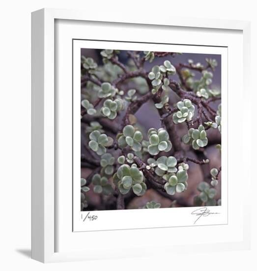 Succulent 13-Ken Bremer-Framed Limited Edition