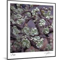 Succulent 13-Ken Bremer-Mounted Limited Edition