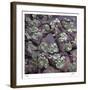 Succulent 13-Ken Bremer-Framed Limited Edition