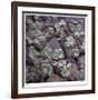 Succulent 13-Ken Bremer-Framed Limited Edition