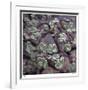 Succulent 13-Ken Bremer-Framed Limited Edition