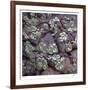 Succulent 13-Ken Bremer-Framed Limited Edition