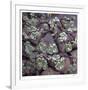 Succulent 13-Ken Bremer-Framed Limited Edition