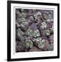 Succulent 13-Ken Bremer-Framed Limited Edition