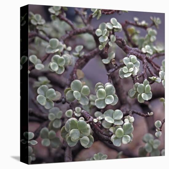 Succulent 13-Ken Bremer-Stretched Canvas