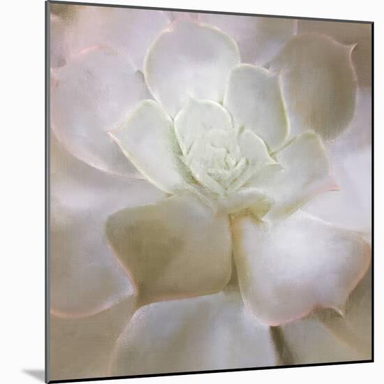 Succulent 2-Kimberly Allen-Mounted Photo
